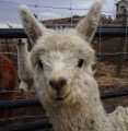 alpaca2