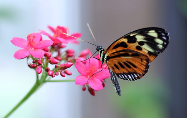 butterflyPavilion2