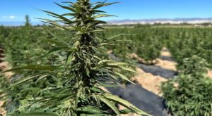 hemp